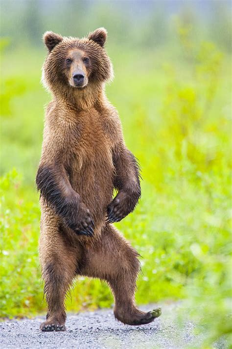 dancing bear fuck